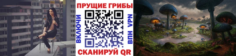 Купить закладки Горячеводский Псилоцибиновые грибы Cubensis